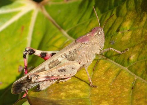 Aiolopus strepens